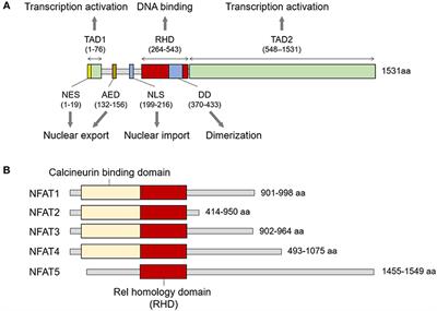 Role of NFAT5 in the Immune System and Pathogenesis of Autoimmune Diseases